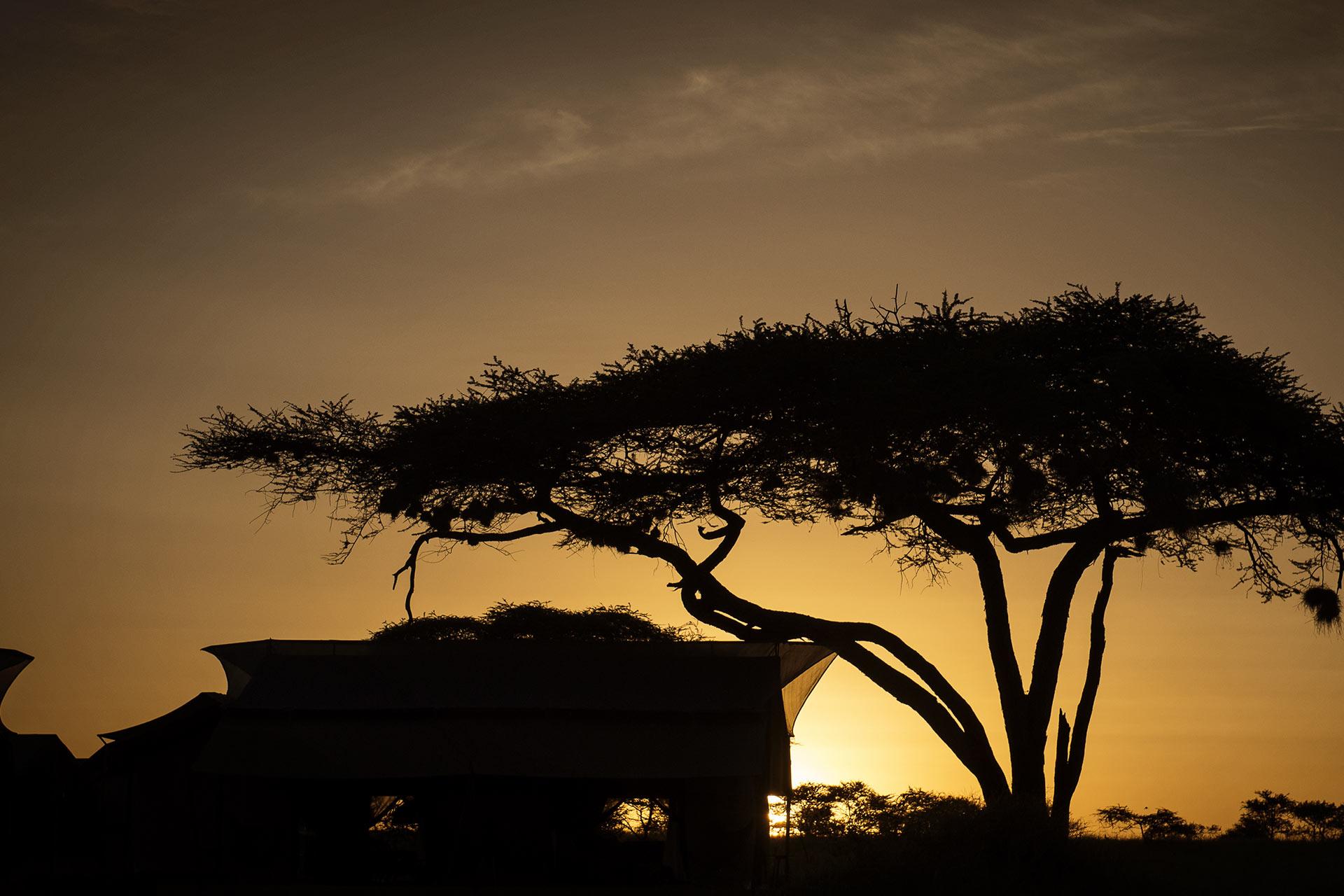 Sunset at Serengeti Camp The Siringit Serengeti Camp by Mantis is located under a canopy of Tortillas Acacia trees along the wildlife migration trails