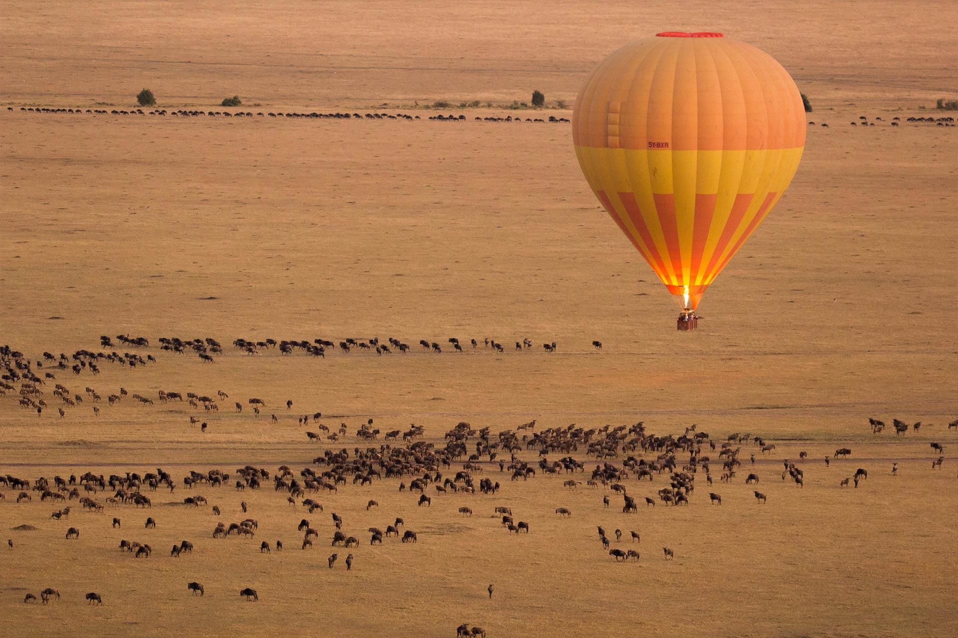 Balloon view of wildebeest on the plaines of the Serengeti Bird\'s eye view of wildebeest on the plaines of the Serengeti