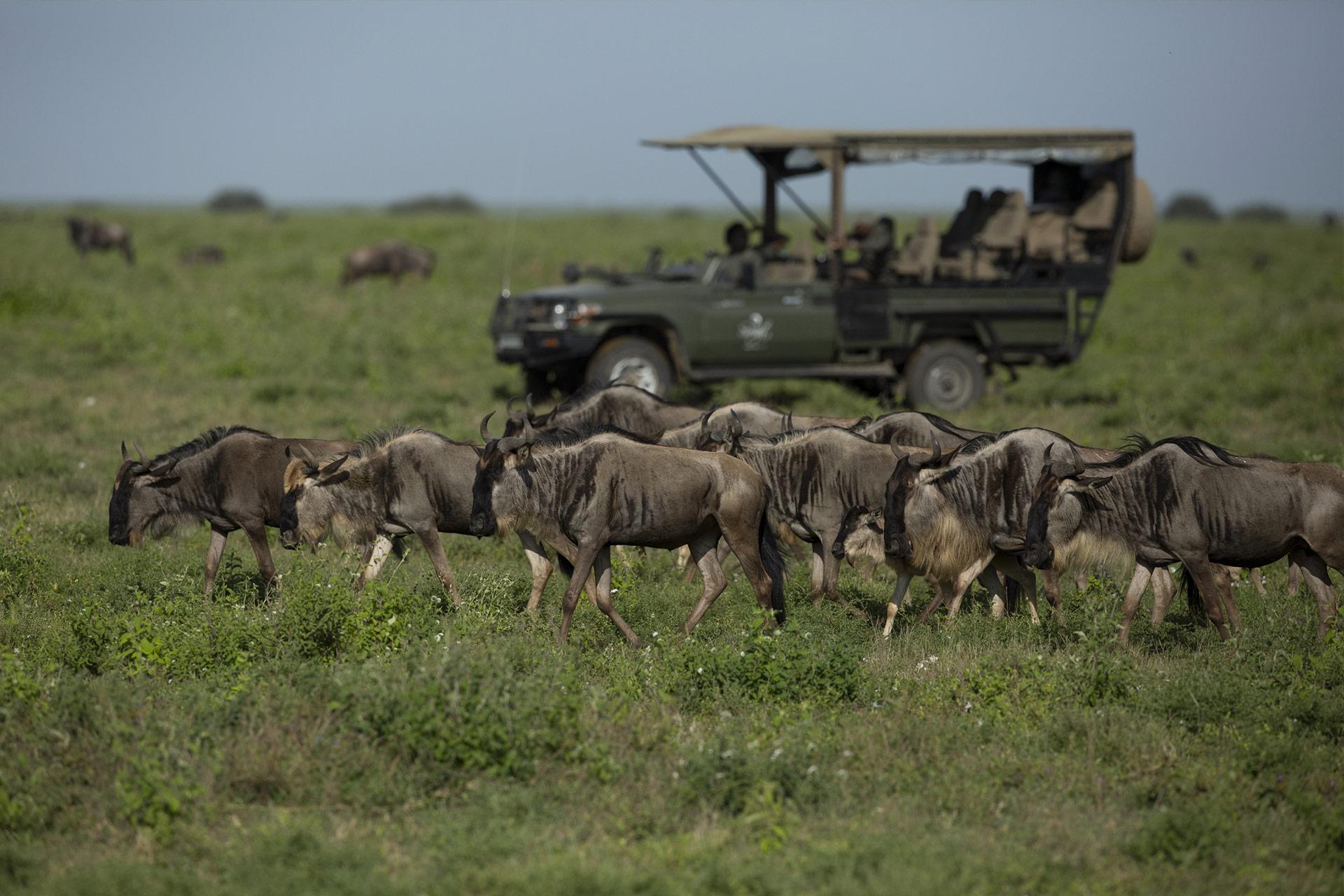 The Wildebeest have moved from one crossing point to the next and back again The Wildebeest have moved from one crossing point to the next and back again