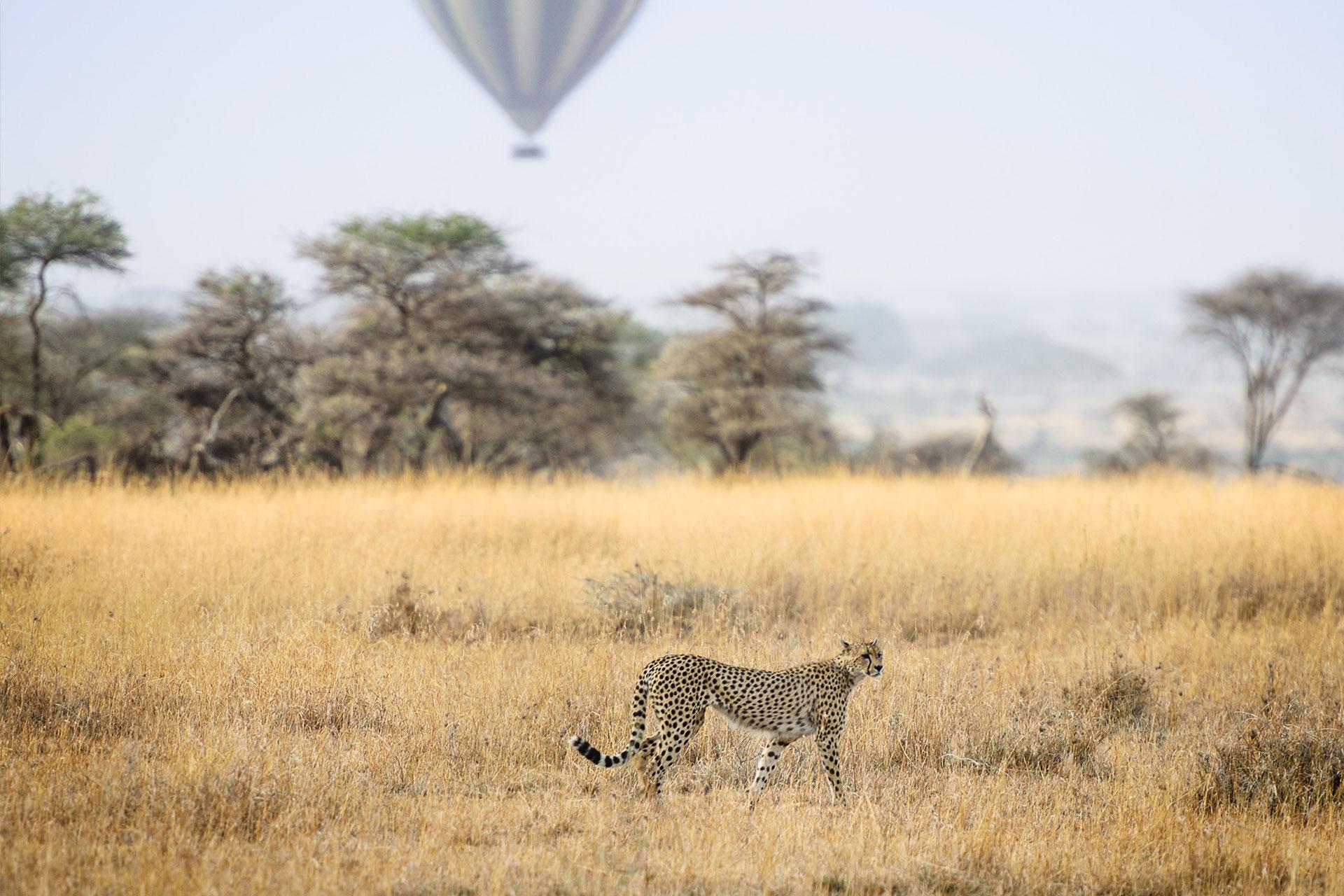 Cheetah in the Serengeti Photo by <a href=