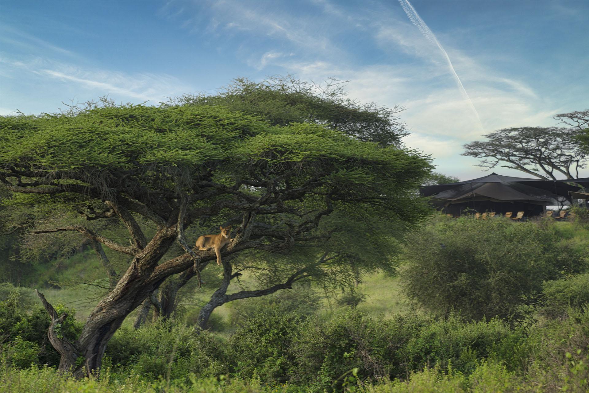Lioness in front of Siringit Migration Camp The Siringit Migration Camp embodies the Soul of Classical Safari